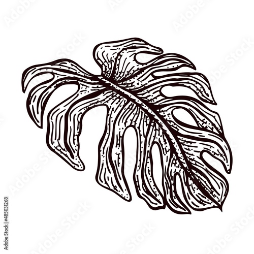 Engraved monster leaf isolated. Retro element tropical plants in hand drawn style.