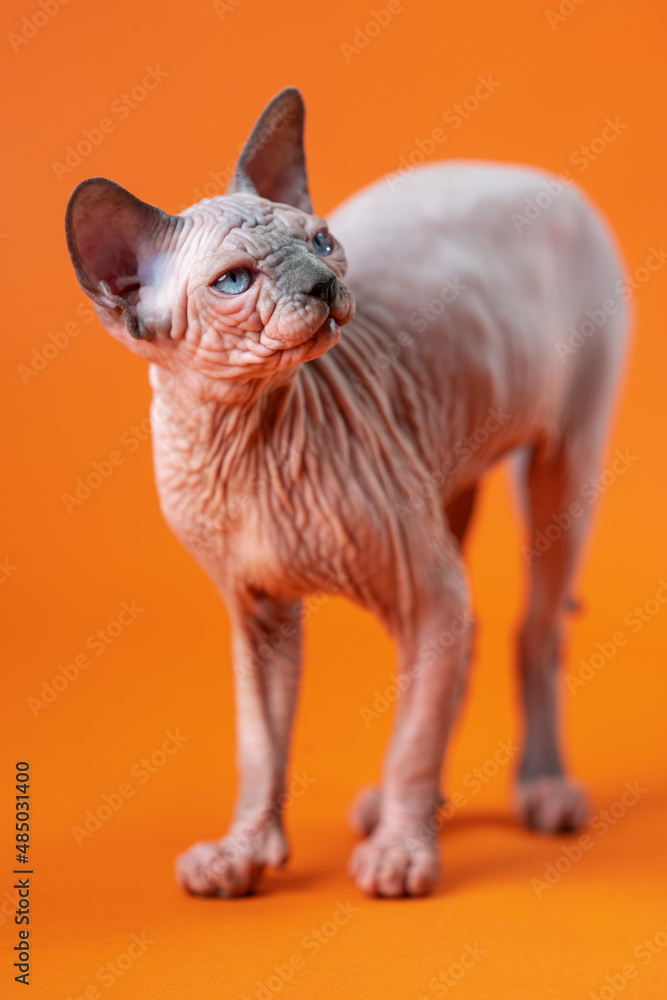 Portrait of Canadian Sphynx Cat of blue mink and white color with an attentive look on orange background. Beautiful hairless 4-month-old female kitten stands full-length. Full shot. Studio shot.