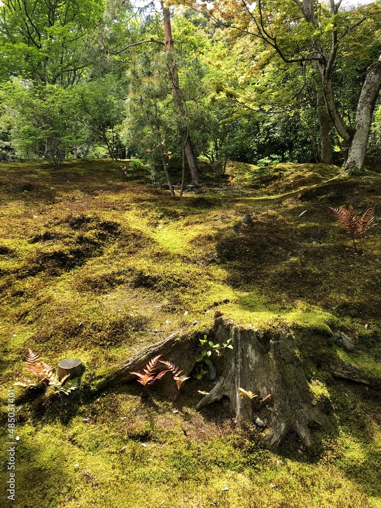 Obraz premium autumn in the forest