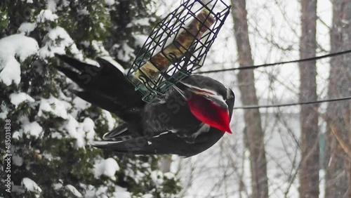 Close-up of a pileated woodpecker hanging from a suet feeder and pecking at the block while keeping an eye out