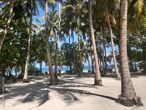 palm trees at the maledives
