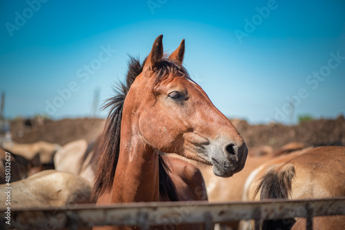 A horse in a paddock on a farm on a summer day. © shymar27