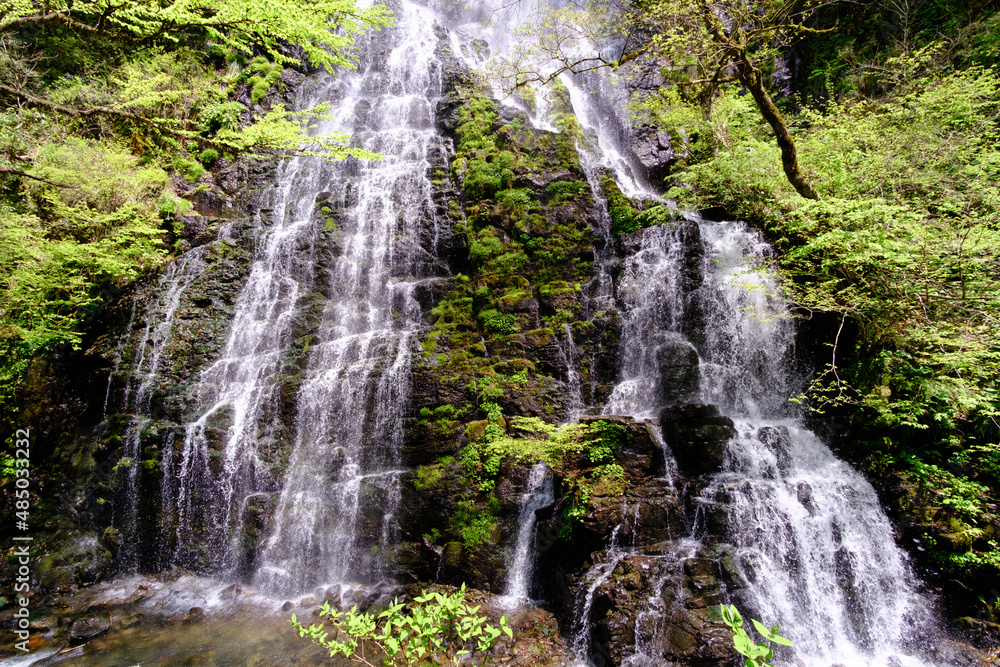 Fototapeta premium 福井県池田町の龍双ヶ滝、春、日本の滝100選