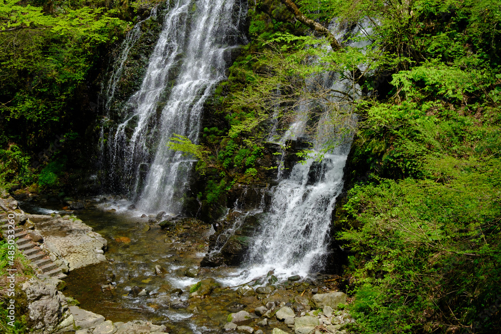 福井県池田町の龍双ヶ滝、春、日本の滝100選