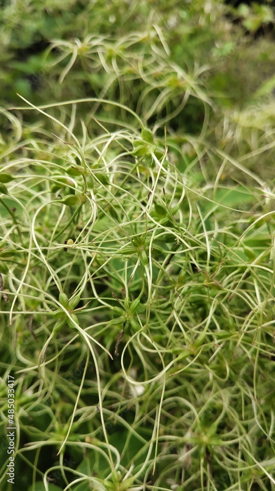 green moss on a grass