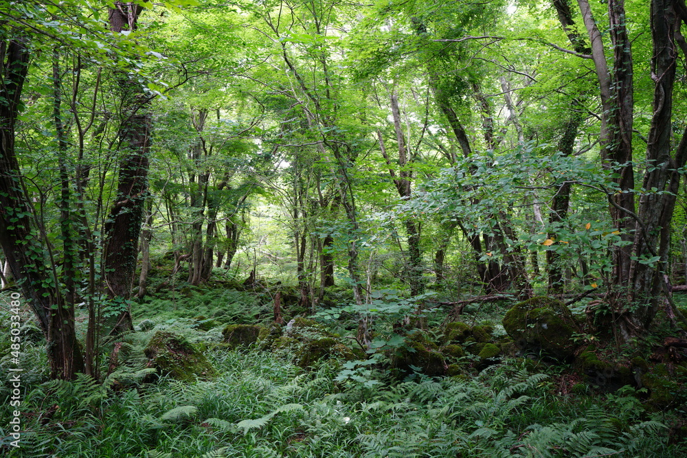 Obraz premium dense summer forest with mossy rocks and old trees