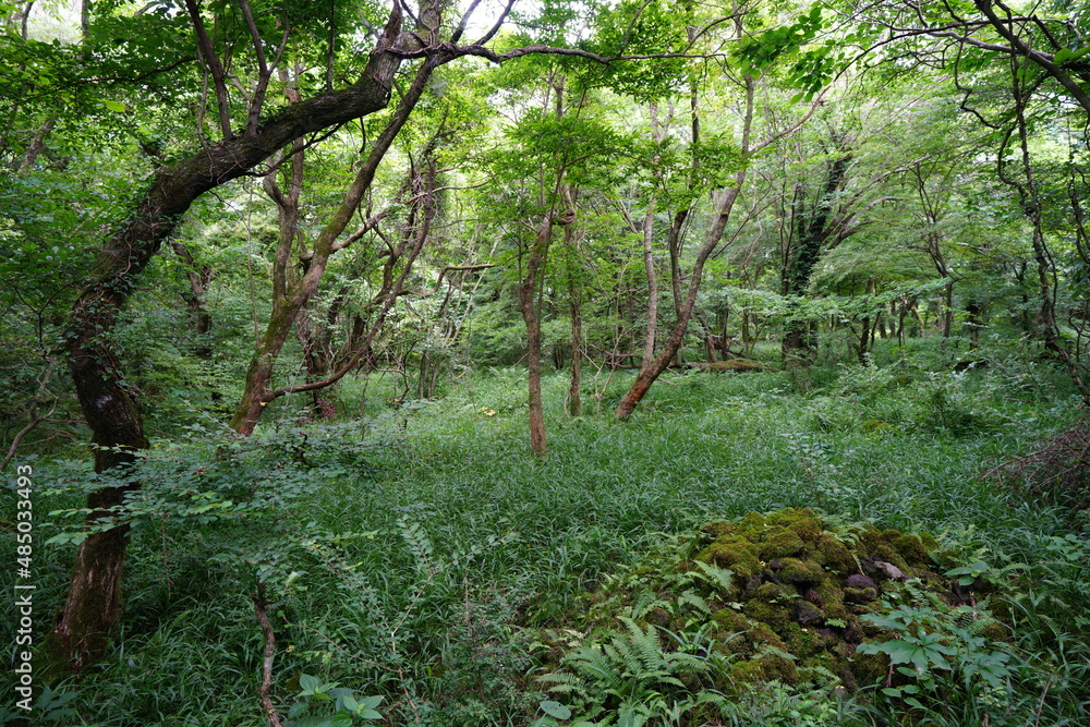 Obraz premium dense summer forest with mossy rocks and old trees