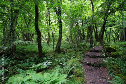  pathway through wild summer forest