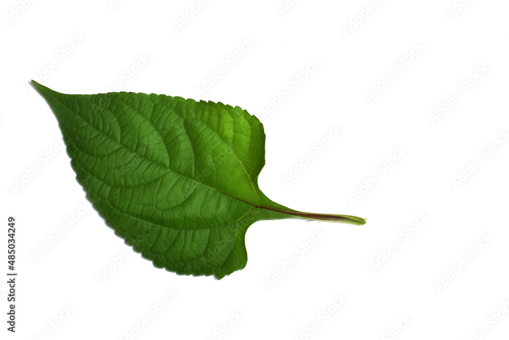 Fototapeta premium green leaf isolated on white