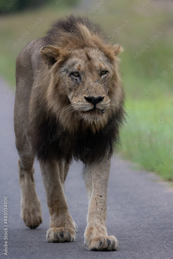 Big male lion on the move on the road - Kruger National Park