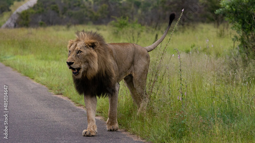 Big male lion on the move on the road - Kruger National Park