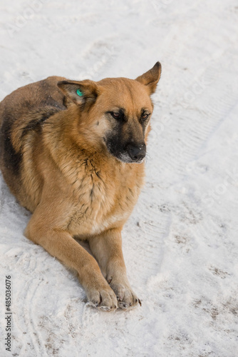 A portret of large mixed-breed with a tag in the ear. Sheepdog stares off to the side against a winter white  background. © Ekaterina