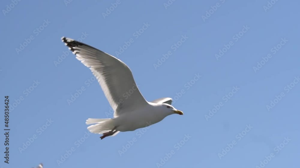 seagulls fly against the backdrop of a clear sky on Lake Baikal seagulls fly against the backdrop of a clear sky on Lake Baikal