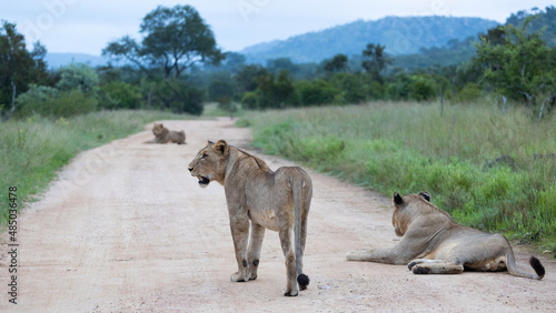 Fototapeta Naklejka Na Ścianę i Meble -  lions on the road in Kruger national park
