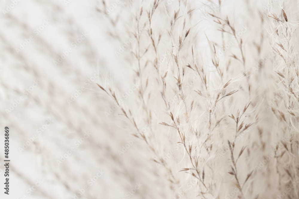 Beige fluffy dried tiny flowers branches with brown seeds and blur background beautiful neutral floral wallpaper macro Beige fluffy dried tiny flowers branches with brown seeds and blur background beautiful neutral floral wallpaper macro