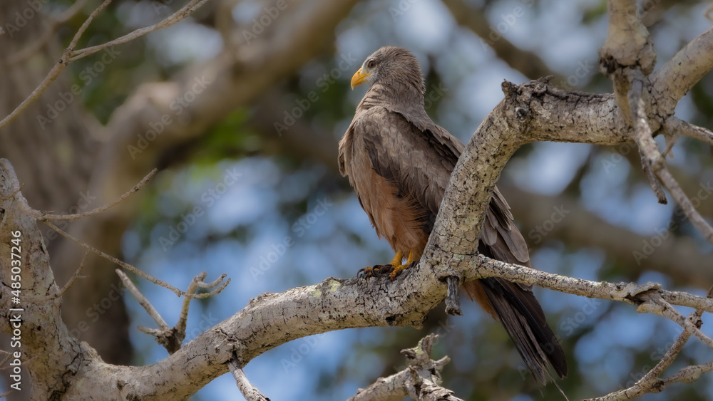 a yellow-billed kite perched in a tree
