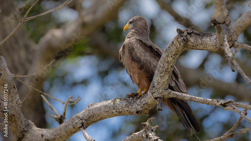 a yellow-billed kite perched in a tree