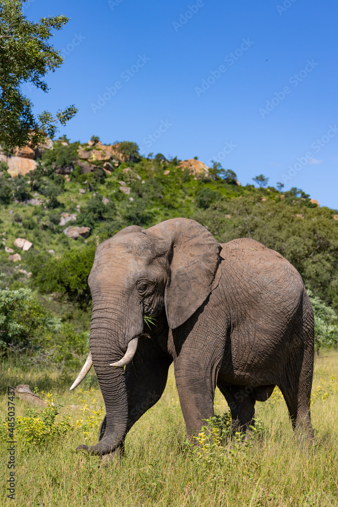 Big bull African elephant in the wild