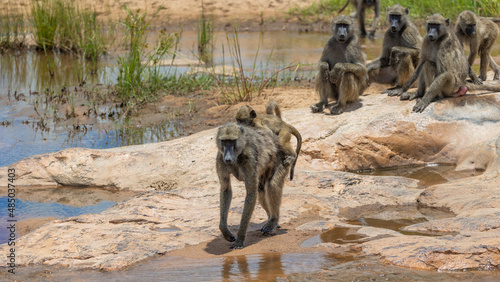 a troop of chacma baboons photo