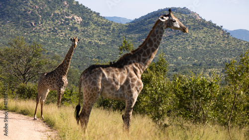 Giraffe in the wild - Kruger national park