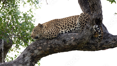 Big male leopard up in a marula tree