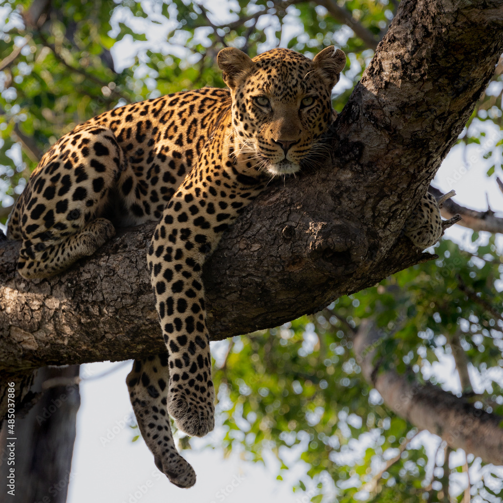 Naklejka premium Big male leopard up in a marula tree