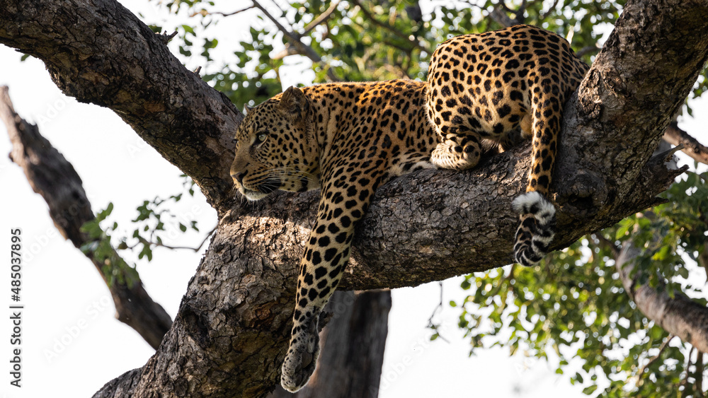 Obraz premium Leopard male posing in a big tree