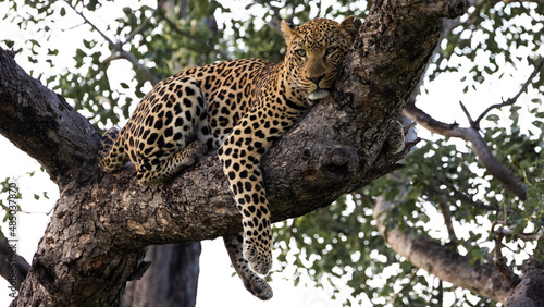 relaxed leopard male in Kruger national park