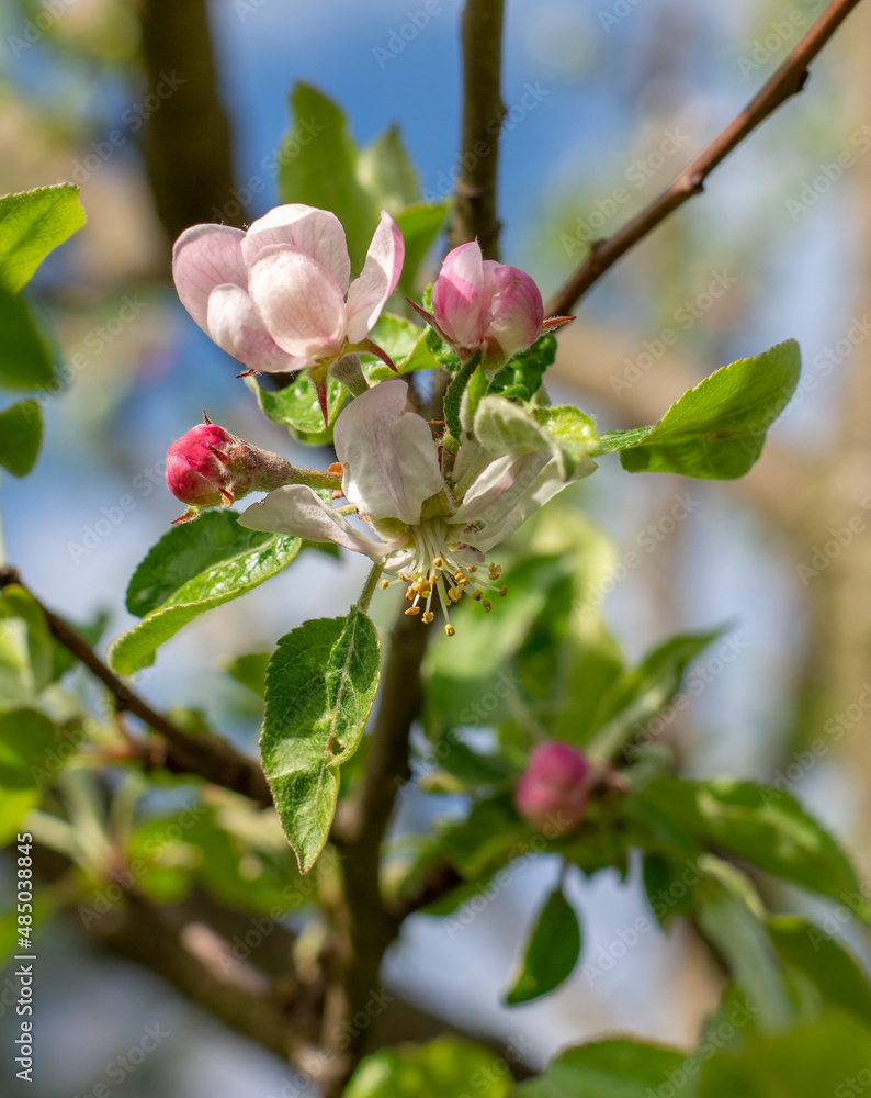 Fototapeta premium Pink apple tree flowers in the full bloom in the garden.