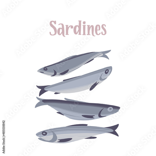 Fresh sardines. Delicious sea fish. Healthy nutrition product.