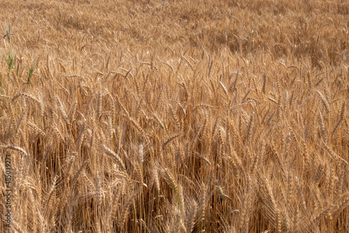 wheat field at harvest time. golden spikes.