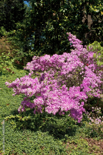 Hybrid Azalia (Rhododendron hybridum) in park