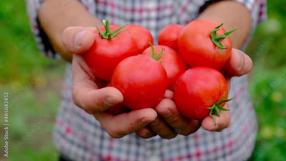Man farmer is harvesting tomatoes in the garden. Selective focus. Man farmer is harvesting tomatoes in the garden. Selective focus.