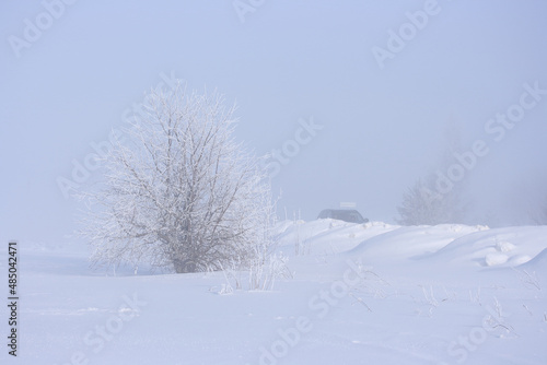 In the fog, a tree with frost on the branches and behind the snowdrifts a car on a winter road © MIKHAIL BATURITSKII	