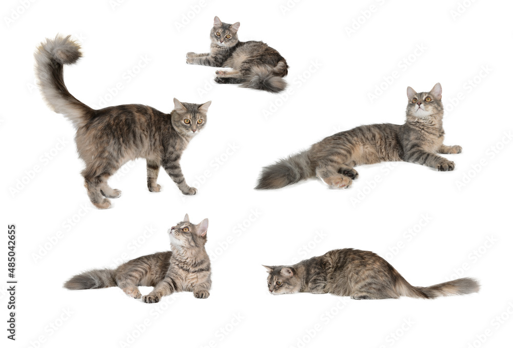 Φωτογραφία Cats