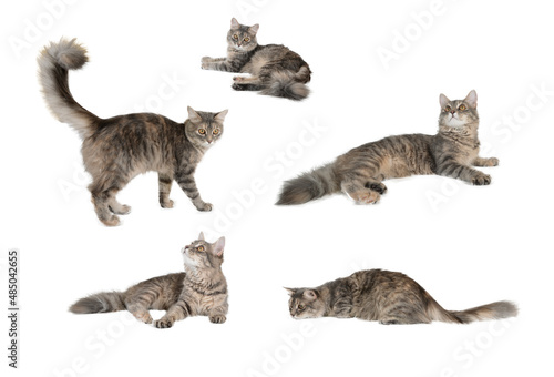 Sticker Cats
