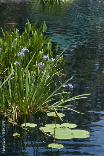 Southern Blue Flag (Iris virginica) in arboretum, Washington DC, USA