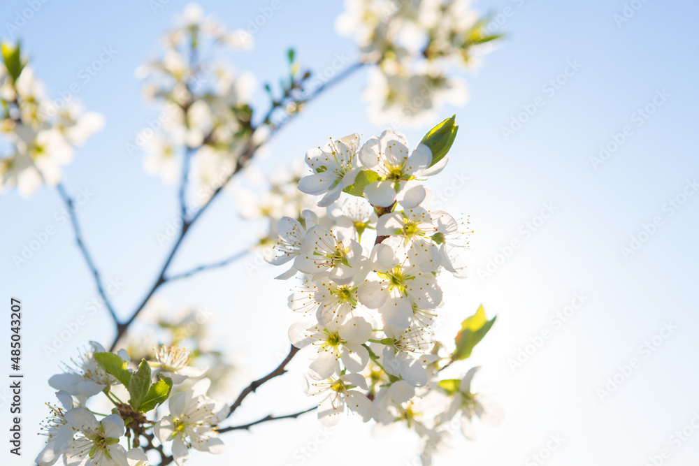 Blooming sakura tree on sky background in garden or park.