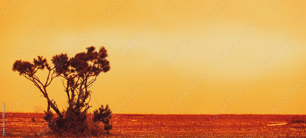 Landscape at sunset in the steppe with a lone pine tree in a thick twilight haze. Selective focus. Copy space.