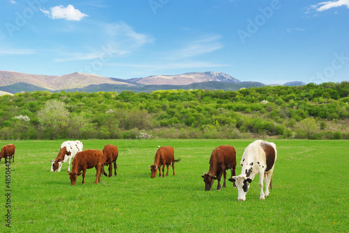 Cow on green meadow in mountain.