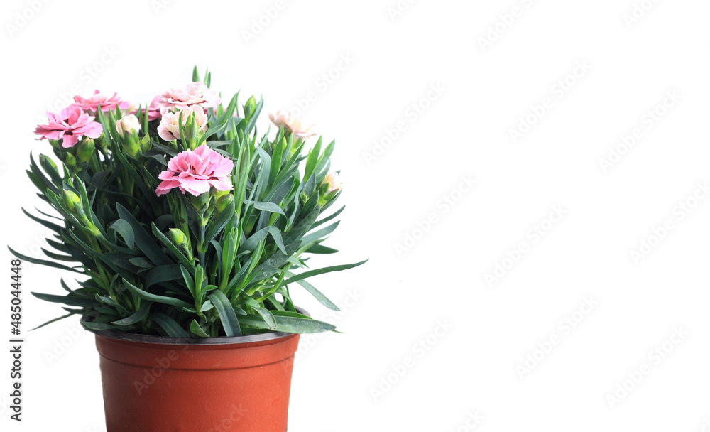 Pot of carnation for mother on mother day against white Pot of carnation for mother on mother day against white