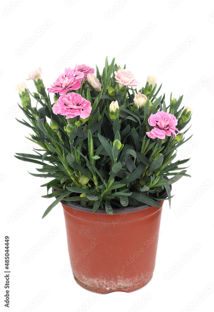 Pot of beautiful carnation flowers isolated on white