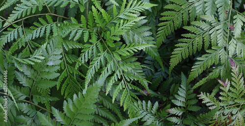 Fototapeta Naklejka Na Ścianę i Meble -  Nature background - Many green fern Pteridophyta  leaves