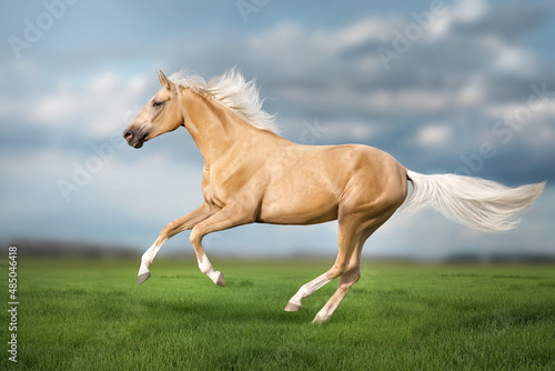 Cremello horse with long mane free run in meadow