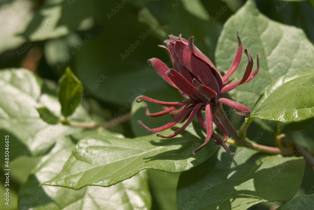 Common Sweetshrub (Calycanthus floridus) in park Common Sweetshrub (Calycanthus floridus) in park
