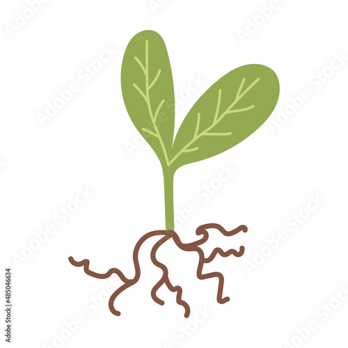 One sprout with a root system is isolated on a white background. Icon. Young green sprouts. Incubate sprouts with two small green leaves.