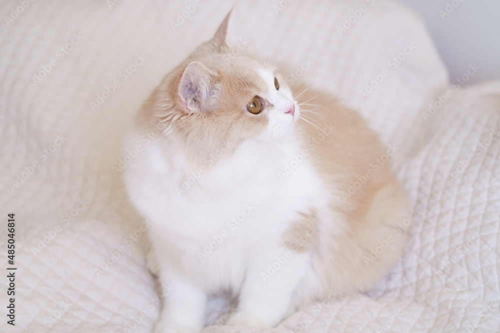 かわいい猫 かわいい猫