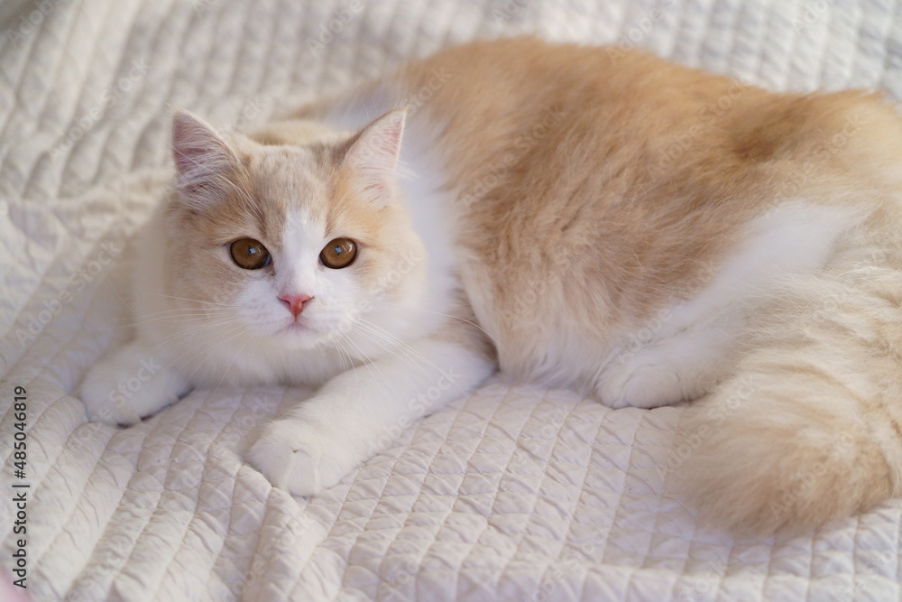 Photography かわいい猫