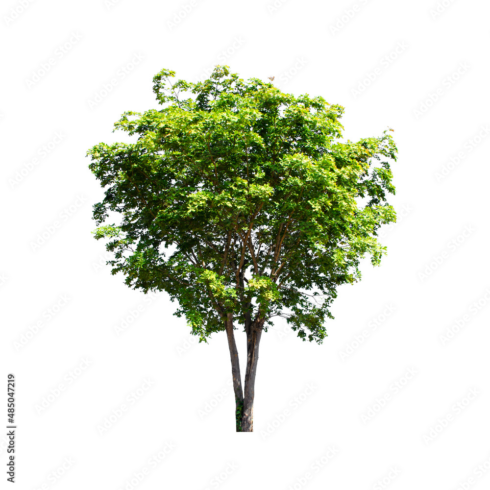 Obraz premium Tree isolated on white background.