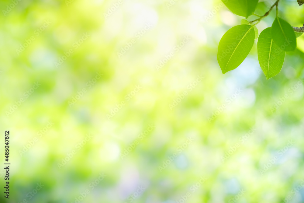 Beautiful nature view of green leaf on blurred greenery background in garden and sunlight with copy space using as background natural green plants landscape, ecology, fresh wallpaper concept. Beautiful nature view of green leaf on blurred greenery background in garden and sunlight with copy space using as background natural green plants landscape, ecology, fresh wallpaper concept.